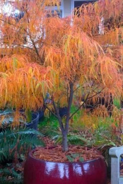 Koto No Ito Japanese Maple - 1 Gallon Pot 15 Koto No Ito Japanese Maple - 1 Gallon Pot -Wilson Bros Garden acer palmatum koto no ito japanese maple 14
