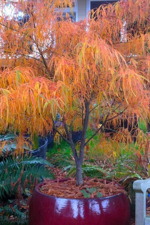 Harp Strings Japanese Maple (Acer Palmatum 'Koto No Ito') - 3 Gallon Pot 8 Harp Strings Japanese Maple (Acer Palmatum 'Koto No Ito') - 3 Gallon Pot - Image 6