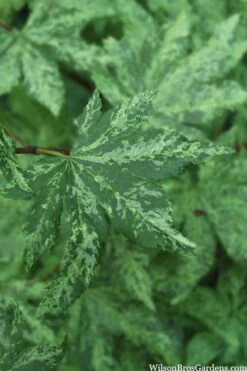 Kumoi Nishiki Japanese Full Moon Maple - 2 Gallon Pot -Wilson Bros Garden acer palmatum kumoi nishiki 1