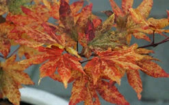 Kumoi Nishiki Japanese Full Moon Maple - 3 Gallon Pot -Wilson Bros Garden acer palmatum kumoi nishiki 12 1