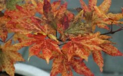 Kumoi Nishiki Japanese Full Moon Maple - 2 Gallon Pot -Wilson Bros Garden acer palmatum kumoi nishiki 12