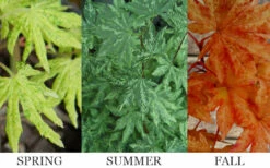 Kumoi Nishiki Japanese Full Moon Maple - 3 Gallon Pot -Wilson Bros Garden acer palmatum kumoi nishiki 13 1