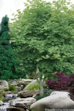 Kumoi Nishiki Japanese Full Moon Maple - 2 Gallon Pot -Wilson Bros Garden acer palmatum kumoi nishiki japanese maple 3