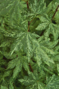 Kumoi Nishiki Japanese Full Moon Maple - 3 Gallon Pot -Wilson Bros Garden acer palmatum kumoi nishiki japanese maple 4 1