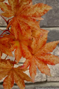 Kumoi Nishiki Japanese Full Moon Maple - 3 Gallon Pot -Wilson Bros Garden acer palmatum kumoi nishiki japanese maple 7 1