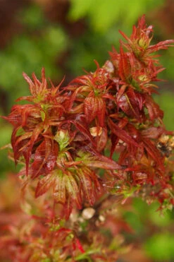 Red Lion Japanese Maple (Acer Palmatum 'Kurenai Jishi') - 3 Gallon Pot -Wilson Bros Garden acer palmatum kurenai jishi red lion japanese maple 2 1