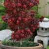 Red Lion Japanese Maple (Acer Palmatum 'Kurenai Jishi') - 3 Gallon Pot -Wilson Bros Garden acer palmatum kurenai jishi red lion japanese maple 4 1