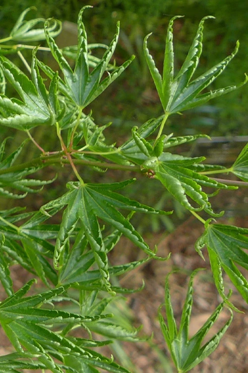 Kurui Jishi Crazy Lion Japanese Maple - 3 Gallon Pot 8 Kurui Jishi Crazy Lion Japanese Maple - 3 Gallon Pot - Image 6