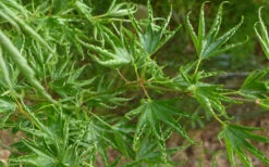 Kurui Jishi Crazy Lion Japanese Maple - 3 Gallon Pot 11 Kurui Jishi Crazy Lion Japanese Maple - 3 Gallon Pot -Wilson Bros Garden acer palmatum kurui jishi japanese maple 2