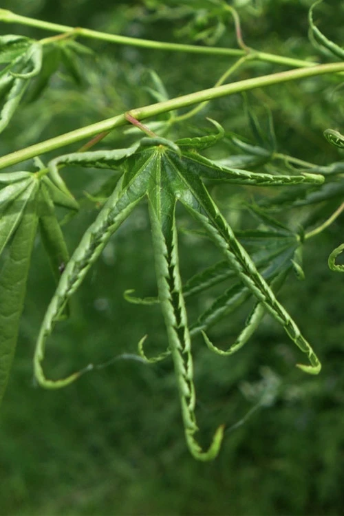 Kurui Jishi Crazy Lion Japanese Maple - 3 Gallon Pot 3 Kurui Jishi Crazy Lion Japanese Maple - 3 Gallon Pot