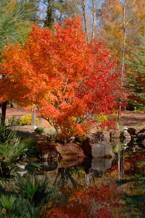 Kurui Jishi Crazy Lion Japanese Maple - 3 Gallon Pot 7 Kurui Jishi Crazy Lion Japanese Maple - 3 Gallon Pot - Image 5