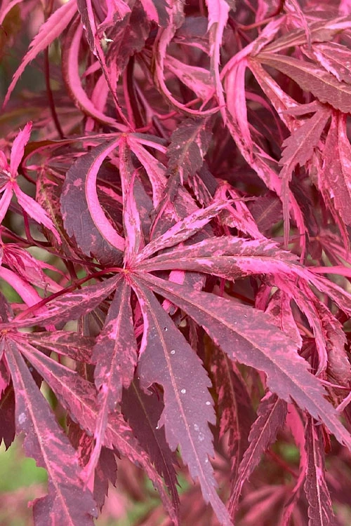 Lileeanne's Jewel Pink Leaf Japanese Maple - 1 Gallon Pot 3 Lileeanne's Jewel Pink Leaf Japanese Maple - 1 Gallon Pot