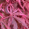 Lileeanne's Jewel Pink Leaf Japanese Maple - 3 Gallon Pot -Wilson Bros Garden acer palmatum lileeannes jewel 5