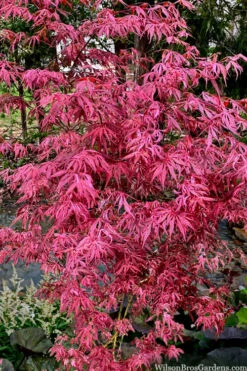 Lileeanne's Jewel Pink Leaf Japanese Maple - 5 Gallon Pot 10 Lileeanne's Jewel Pink Leaf Japanese Maple - 5 Gallon Pot -Wilson Bros Garden acer palmatum lileeannes jewel 6 2