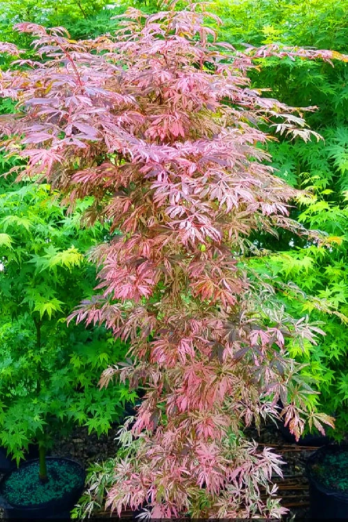 Lileeanne's Jewel Pink Leaf Japanese Maple - 5 Gallon Pot 7 Lileeanne's Jewel Pink Leaf Japanese Maple - 5 Gallon Pot - Image 5