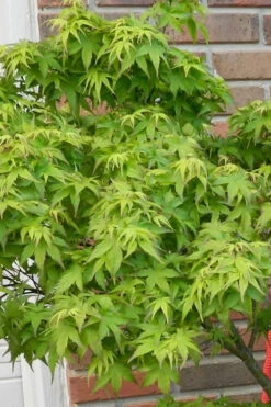 Lima Gold Dwarf Japanese Maple - 5 Gallon Pot 19 Lima Gold Dwarf Japanese Maple - 5 Gallon Pot -Wilson Bros Garden acer palmatum lima gold japanese maple 10