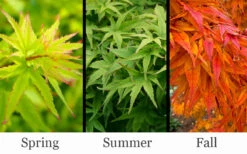 Lima Gold Dwarf Japanese Maple (Single Trunk Tree Form) - 1 Gallon Pot 12 Lima Gold Dwarf Japanese Maple (Single Trunk Tree Form) - 1 Gallon Pot -Wilson Bros Garden acer palmatum lima gold japanese maple 14 1