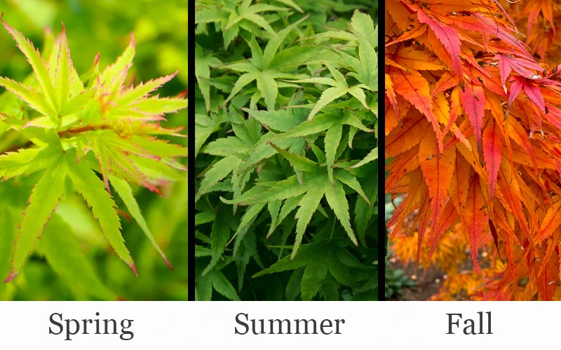 Lima Gold Dwarf Japanese Maple - 2 Gallon Pot 6 Lima Gold Dwarf Japanese Maple - 2 Gallon Pot - Image 4