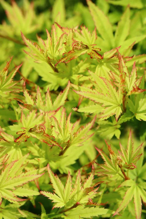 Lima Gold Dwarf Japanese Maple - 5 Gallon Pot 8 Lima Gold Dwarf Japanese Maple - 5 Gallon Pot - Image 6