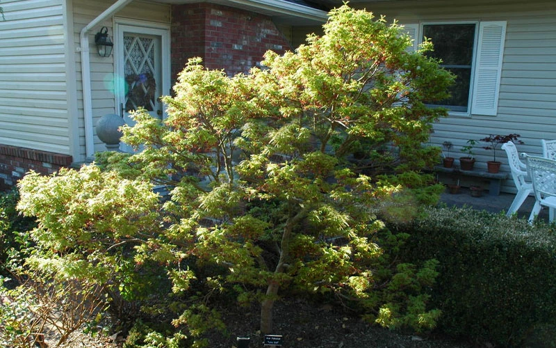 Lima Gold Dwarf Japanese Maple - 5 Gallon Pot 13 Lima Gold Dwarf Japanese Maple - 5 Gallon Pot - Image 11