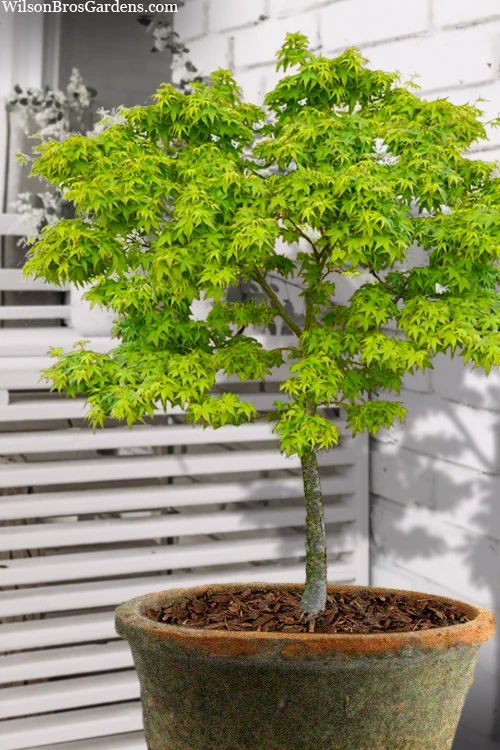 Lima Gold Dwarf Japanese Maple - 5 Gallon Pot 3 Lima Gold Dwarf Japanese Maple - 5 Gallon Pot