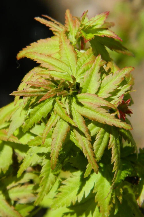 Lima Gold Dwarf Japanese Maple - 5 Gallon Pot 10 Lima Gold Dwarf Japanese Maple - 5 Gallon Pot - Image 8