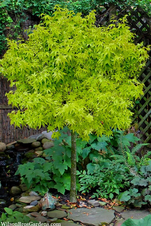 Lima Gold Dwarf Japanese Maple (Single Trunk Tree Form) - 1 Gallon Pot 3 Lima Gold Dwarf Japanese Maple (Single Trunk Tree Form) - 1 Gallon Pot
