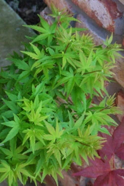 Lima Gold Dwarf Japanese Maple - 5 Gallon Pot 21 Lima Gold Dwarf Japanese Maple - 5 Gallon Pot -Wilson Bros Garden acer palmatum lima gold japanese maple 6