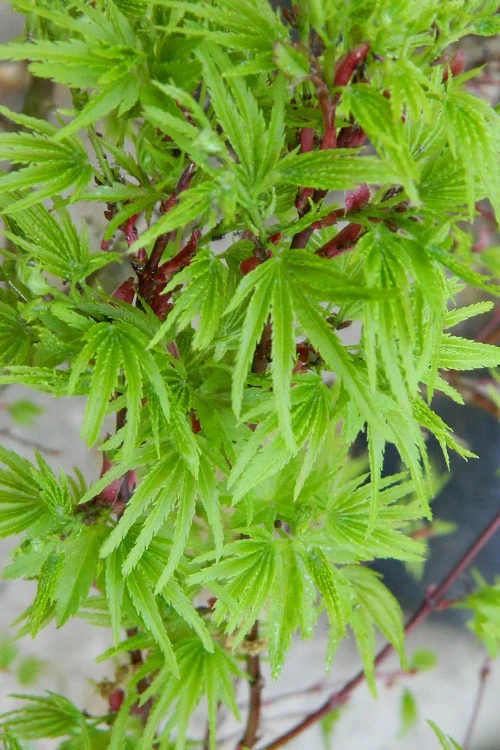 Lima Gold Dwarf Japanese Maple - 5 Gallon Pot 12 Lima Gold Dwarf Japanese Maple - 5 Gallon Pot - Image 10