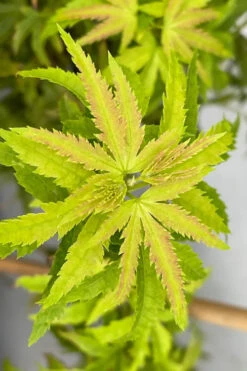 Lima Gold Dwarf Japanese Maple - 5 Gallon Pot 17 Lima Gold Dwarf Japanese Maple - 5 Gallon Pot -Wilson Bros Garden acer palmatum lima gold japanese maple 9