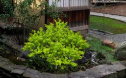 Lima Gold Dwarf Japanese Maple - 1 Gallon Pot -Wilson Bros Garden acer palmatum lima gold japanese maple shrub form 51
