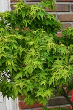 Lima Gold Dwarf Japanese Maple - 2 Gallon Pot 19 Lima Gold Dwarf Japanese Maple - 2 Gallon Pot -Wilson Bros Garden acer palmatum lima gold japanese maple shrub form 53 1