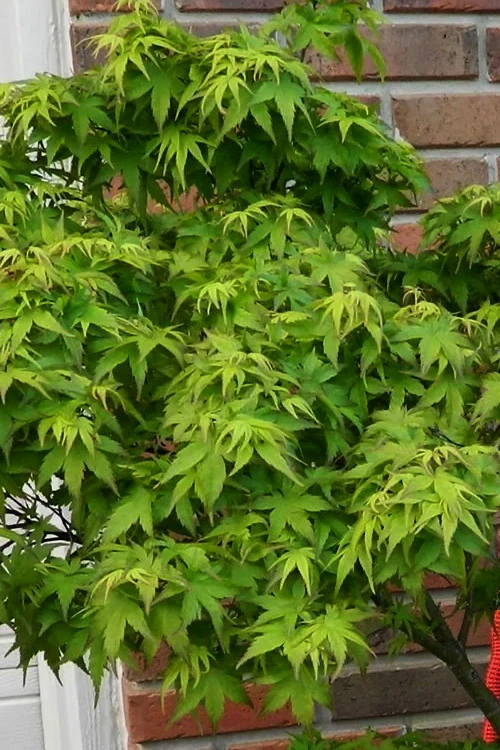 Lima Gold Dwarf Japanese Maple - 2 Gallon Pot 11 Lima Gold Dwarf Japanese Maple - 2 Gallon Pot - Image 9