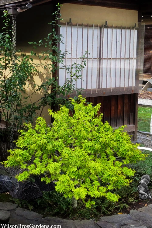 Lima Gold Dwarf Japanese Maple - 2 Gallon Pot 10 Lima Gold Dwarf Japanese Maple - 2 Gallon Pot - Image 8
