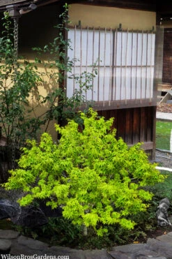 Lima Gold Dwarf Japanese Maple - 1 Gallon Pot -Wilson Bros Garden acer palmatum lima gold japanese maple shrub form 62