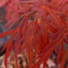 LionheartJapanese Maple - 5 Gallon Pot -Wilson Bros Garden acer palmatum lion heart japanese maple 10 1