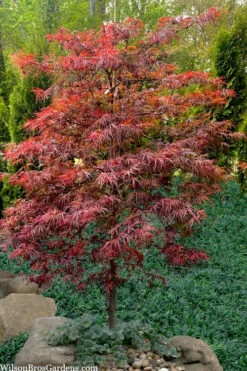 LionheartJapanese Maple - 5 Gallon Pot -Wilson Bros Garden acer palmatum lion heart japanese maple 7 1