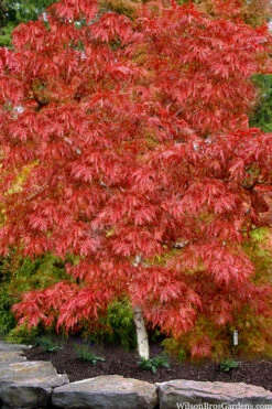 LionheartJapanese Maple - 5 Gallon Pot -Wilson Bros Garden acer palmatum lion heart japanese maple 8 1
