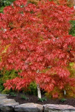 Lionheart Japanese Maple - 5 Gallon Pot 13 Lionheart Japanese Maple - 5 Gallon Pot -Wilson Bros Garden acer palmatum lion heart japanese maple 8