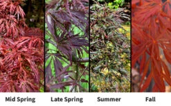 LionheartJapanese Maple - 5 Gallon Pot -Wilson Bros Garden acer palmatum lion heart japanese maple 9 1