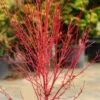 Little Sango' Dwarf Coral Bark Japanese Maple - 5 Gallon Pot -Wilson Bros Garden acer palmatum little sango dwarf coral bark japanese maple 5 1