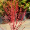 Little Sango Dwarf Coral Bark Japanese Maple - 5 Gallon Pot -Wilson Bros Garden acer palmatum little sango dwarf coral bark japanese maple 5