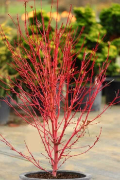 Little Sango Dwarf Coral Bark Japanese Maple - 5 Gallon Pot