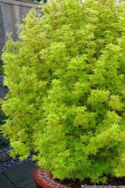 Little Sango' Dwarf Coral Bark Japanese Maple - 5 Gallon Pot 15 Little Sango' Dwarf Coral Bark Japanese Maple - 5 Gallon Pot -Wilson Bros Garden acer palmatum little sango dwarf coral bark maple 1 1