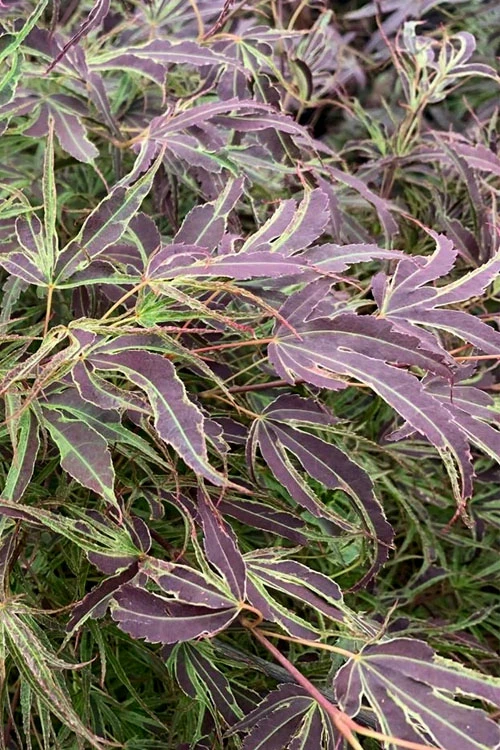 Manyo No Sato Purple Leaf Japanese Maple - 3 Gallon Pot (3-4') 3 Manyo No Sato Purple Leaf Japanese Maple - 3 Gallon Pot (3-4')