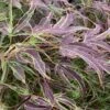 Manyo No Sato Purple Leaf Japanese Maple - 3 Gallon Pot (3-4') -Wilson Bros Garden acer palmatum manyo no sato japanese maple 4 4