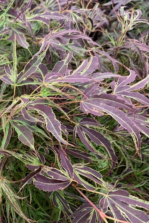 Manyo No Sato Purple Leaf Japanese Maple - 3 Gallon Pot (3-4') 3 Manyo No Sato Purple Leaf Japanese Maple - 3 Gallon Pot (3-4')
