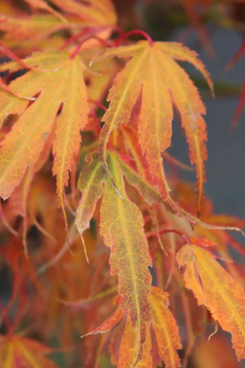 Manyo No Sato Purple Leaf Japanese Maple - 3 Gallon Pot (3-4') 8 Manyo No Sato Purple Leaf Japanese Maple - 3 Gallon Pot (3-4') - Image 6