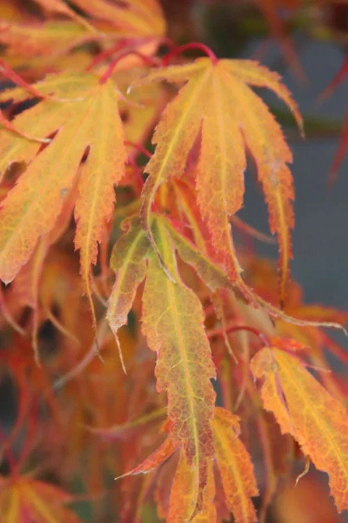 Manyo No Sato Purple Leaf Japanese Maple - 3 Gallon Pot (3-4') 8 Manyo No Sato Purple Leaf Japanese Maple - 3 Gallon Pot (3-4') - Image 6