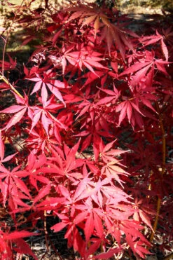 Midnight Japanese Maple - 3 Gallon Pot (5-6') -Wilson Bros Garden acer palmatum midnight japanese maple 2